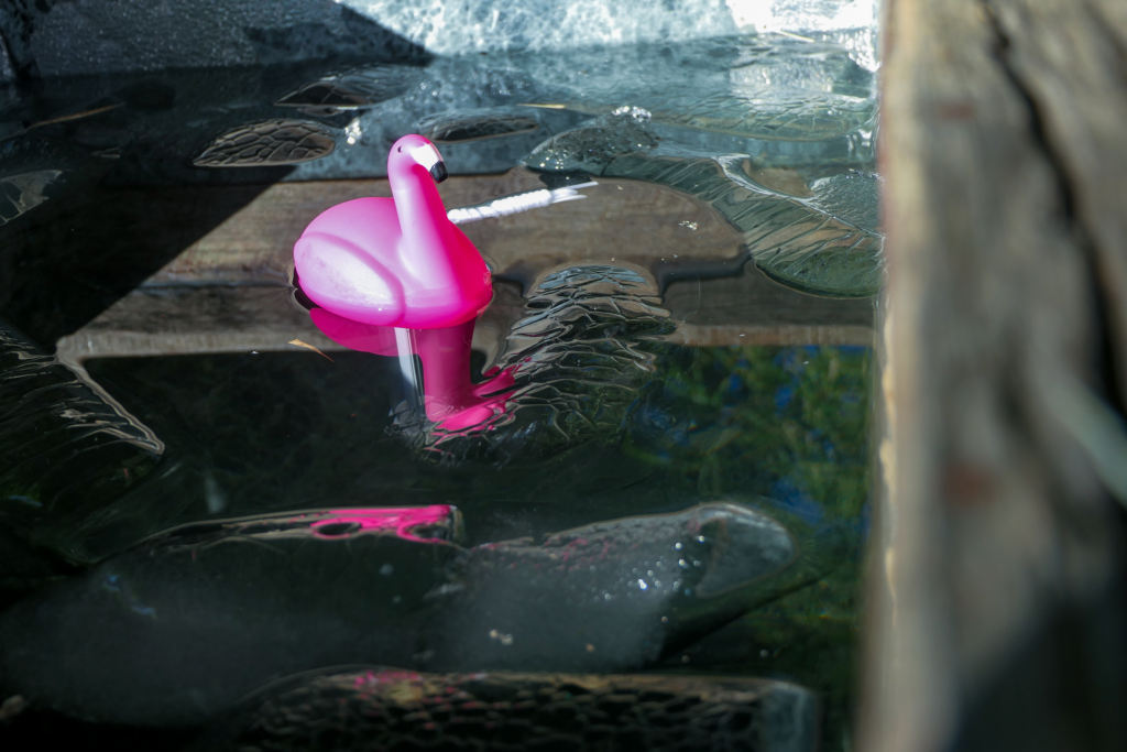 Ice bath flamingo