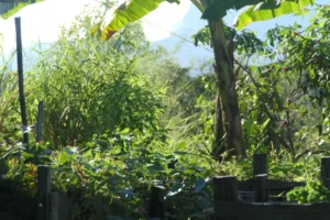 Vegetation veggie garden