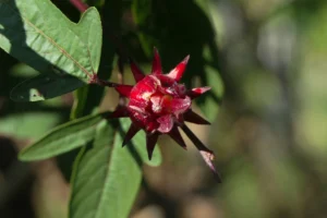 Roselle flower
