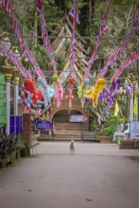 Cave Entrance festival dog