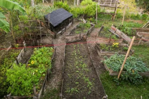 Veggie garden